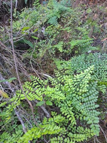 Pellaea pteroides proliferating